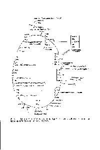 Фиг. 41. <a href="/info/71266">Цикл лимонной кислоты</a> (<a href="/info/35670">цикл Кребса</a>), известный также под названием <a href="/info/1343">цикла трикарбоновых</a> кислот .