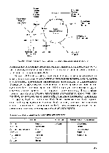 Таблица 24.2. Гликогенные и кетогенные аминокислоты