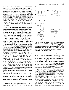 Рис. 17.15. <a href="/info/1298">Структурные формулы</a>, демонстрирующие <a href="/info/1080879">химическое сходство</a> между нейромедиаторами норадреналином и дофамином (А) и между ЛСД и природным нейромедиатором серотонином (Б). Многие психотропные, т. е. влияющие на поведение, вещества, в частности ЛСД, близки по <a href="/info/16101">структуре молекулы</a> к природньш нейромедиаторам.