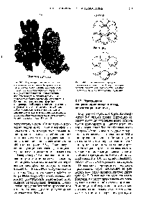 Рис. 8-13. <a href="/info/1414958">Структура олигомерного белка</a> гексокиназы, выделенного из Две. 