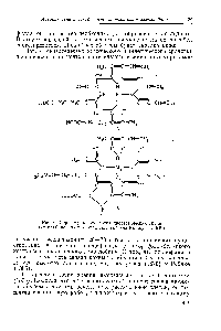 Рис. 6. <a href="/info/1298">Структурные формулы</a> <a href="/info/1253">простетических групп</a> гемоглобина [А) и хлорофилла (Б) (из Коржуева, 1949)