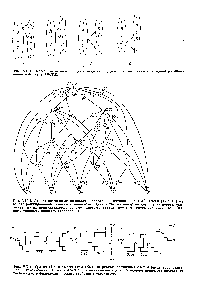 Рис. VII-4. Дерево возможных подзадач разделения пятикомпонентной смеси (AB DE) на основе ранжированного списка компонентов. Один и тот же номер на двух дугах дерева указывает на их принадлежность одному типовому технологическому оператору разделения (одному <a href="/info/1478219">типовому процессу</a> разделения).
