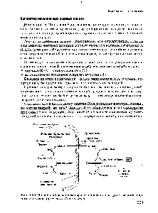 Рис. 11.1 <a href="/info/567540">Челночный механизм переноса</a> <a href="/info/97563">ацетильных групп</a> из митохондрий в цитозоль (цит. по А. Ленинджеру)