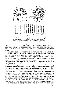 Рис. 42. Кариотип вверху) и кариограмма (внизу) беллевалии (Л) и ячменя (Б, В). Одинаковыми <a href="/info/873409">римскими цифрами</a> обозначены гомологичные хромосомы.