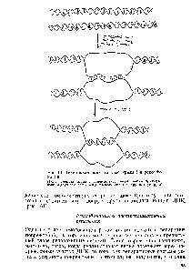 Рис. 61. <a href="/info/1306301">Возможная роль</a> топоизомеразы 1 в рекомбинации
