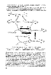 Рис. 4. <a href="/info/9418">Схема реакции</a> гликолитической оксидоредукции.