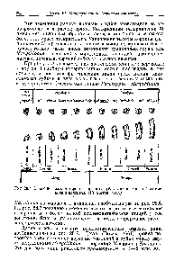 Рис. 28,7, Эволюция высоты коронки <a href="/info/1278969">коренных зубов</a> в линии лошадей из миоцена и плиоцена. (Из Stirton, 1947.)