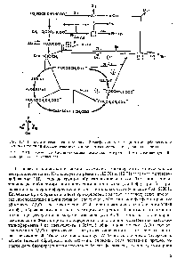 Рис. 124. Гликолитическая цепь (начиная с 3-фосфоглицерата) и <a href="/info/1343">цикл трикарбоновых кислот</a> как источники предшественников для биосинтеза, аминокислот (кроме гистидина) , 