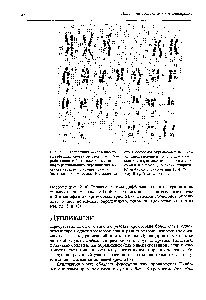 Рис. 21.7. <a href="/info/1338998">Поперечная исчерченность метафазных</a> хромосом мужчины. Разработанная в 60-е годы методика <a href="/info/1325179">дифференциального окрашивания</a> выявляет светлые и темные участки (полосы) в хромосомах. Наиболее ча-