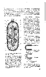 Рис. 4. Схема <a href="/info/1904259">строения клеточных стенок грамположительных</a> (а) и грамотрицательных (б) бактерий.