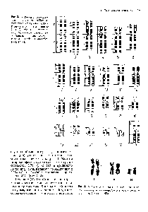 Рис. 2.12. Гетероморфизм <a href="/info/1349982">конститутивного гетерохроматина</a> во вторичной перетяжке хромосом 1, 9, и 16 С-метод [406].