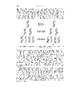 Фиг. 103. Схема редупликации ДНК, изображающая <a href="/info/188030">механизмы полуконсервативной</a> (А) и консервативной (В) редупликации.