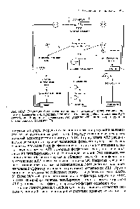 Рис. 16.13. Регуляция биосинтеза аминокислот <a href="/info/611364">семейства аспарагиновой кислоты</a> у Es heri hia oll. Красными линиями показаны воздействия <a href="/info/17660">конечных продуктов</a>, ингибирующие <a href="/info/6306">ферментативную реакцию</a> (И) или/и репрессирующие <a href="/info/1567804">синтез данного</a> фермента (Р).