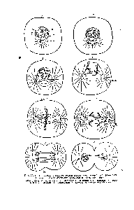 Рис. 25. Схема митоза в гипотетической клетке, содержащей две хромосвмы.