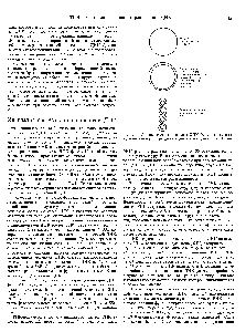 Рис. 33.1. Одноцепочечная кольцевая ДНК фага превращается в двухцепочечную в <a href="/info/1861293">результате синтеза</a> комплементарной цепи.