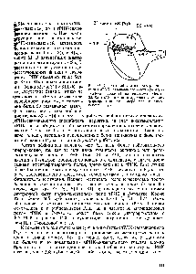Рис. 83. Схема приблизительного расположения мРНК-связывающего участка (заштрихованная область) на рибосоме. (Белки 83, 55 и 810, по-видимому, участвуют в его формировании или непосредственно примыкают к нему.)