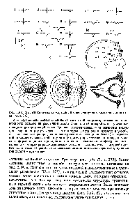 Рис. 2.49. Магнитные сигналы моргания и соответстаующее <a href="/info/18863">магнитное поле</a> глаза [73, с. 373] 