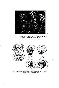Рис. 75. Схема поведения митохондрий (Л1) при делении сперматоцитов скорпиона [507].