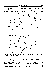 Фиг. 58. <a href="/info/1892662">Специфическое спаривание оснований</a> нуклеиновых кислот в ДНК.