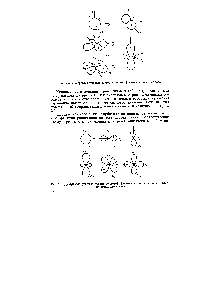 Рис. 2.4. Диаграмма угловых частей волновой функции атома водорода