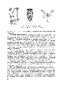 Рис. 29. Цикорий обыкновенный а — растение б — семянки в — всходы