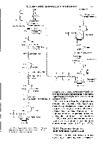 Рис. 22-19. <a href="/info/296751">Путь биосинтеза</a> иТР и СТР (<a href="/info/271171">через образование</a> оротидиловой кислоты). РЕРР-5 -фосфорибозил-1 -пирофосфат.