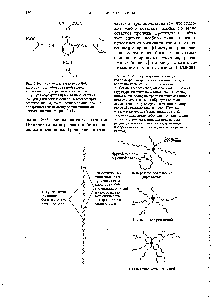 Рис. 7-17. Молекулы тропоэластина, из которых формируется сеть <a href="/info/1892615">связанных между</a> <a href="/info/1795776">собой</a> полипептвдных цепей эластина.