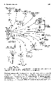 Рис. 10.2. Происхождение, дифференцировка и миграция <a href="/info/25662">различных типов</a> нейронов и глиальных клеток ( relin, 1974, с изменениями).