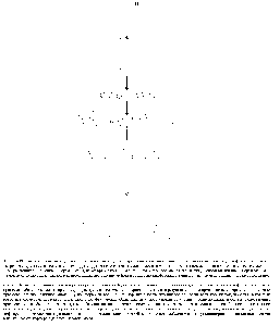 Рис. 15-39. Эта схема показывает, каким образом потомки одного созревающего сперматогония на протяжении всего периода дифференцировки их в зрелые спермии остаются <a href="/info/1644045">связанными друг</a> с другом <a href="/info/511039">цитоплазматическими мостиками</a>. Для простоты показано, что в митоз вступают только два созревающих соединенных сперматогония, из которых в конечном счете образуются восемь <a href="/info/1892615">связанных между</a> <a href="/info/1795776">собой</a> гаплоидных сперматид. На <a href="/info/1780185">самом деле</a> <a href="/info/325912">число связанных</a> клеток, проходящих два <a href="/info/590901">деления мейоза</a> и совместно дифференцирующихся, значительно больше, чем здесь показано.