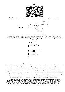 Рис. 6-24. Картина, полученная при <a href="/info/72314">электрофорезе белков</a>, входящих в <a href="/info/101078">состав мембраны</a> эритроцитов человека, в присутствии ДСП. Окращивапие проводилось кумасси синим (А) Положение в геле некоторых белков (Б) полоса, соответствующая гликофорииу, выделена цветом для облегчения её идентификации вблизи полосы 3. Другие полосы в геле па рисунке опущены. Многочисленные углеводные остатки в гликофорине замедляют <a href="/info/12256">движение молекул</a> этого белка настолько, что они движутся почти так же, как значительно более крупные молекулы полосы 3. (С любезного