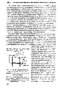 Рис. 25. <a href="/info/970746">Схема переноса электронов</a> и протонов по <a href="/info/590715">электрон-транспортной цепи</a> и протонной АТФ-синтазы 