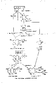 Рис. 44 <a href="/info/97224">Схема биосинтеза</a> катехинов