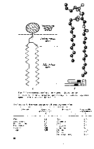 Рис. 7. <a href="/info/376711">Схематическое изображение</a> молекулы фосфолипида а — <a href="/info/948099">основные звенья</a> молекулы фосфолипида б — наиболее <a href="/info/73670">пространственная структура</a> фосфолипида