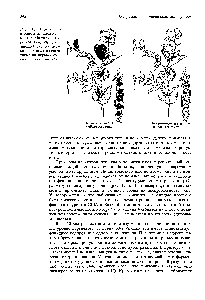 Рис. 19.7. Плейотропия в одном из <a href="/info/1279435">экспериментов Менделя</a> с горохом. Ген, определяющий окраску цветка, <a href="/info/1246563">оказывает влияние</a> также на окраску семян и пазух листьев.