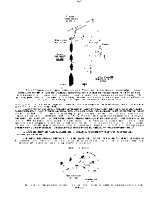 Рис. 14-6. На этой схеме показано, как соединены филаменты цитоскелета с такими же филаментами соседних клеток и с внеклеточным