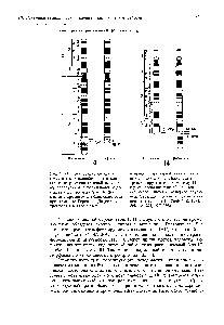 Рис. 18.22. Локализация онкогена с-тус и <a href="/info/1392461">генов вариабельных</a> и кон-стантньк участков тяжелой цепи иммуноглобулинов в нормальных и дефектных хромосомах 8 и 14. Дефектные хромосомы обнаруживаются при <a href="/info/1350540">лимфоме Беркитта</a>. Дефектная хромосома 8 утрачивает с-тус