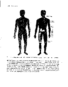 Рис. 166. Иммунологический аппарат организма (слева —лимфатическая система)