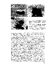 Рис. 2. Адсорбция бактериофагов иа селе-иомопадах. Стрелкой отмечен фаг с <a href="/info/1901054">пустым капсидом</a>. Оттенение окисью вольфрама. 17 700 X