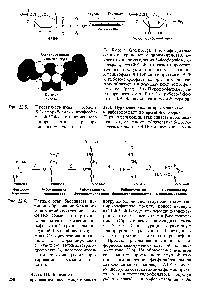 Рис. 22.5. <a href="/info/33158">Пространственная модель</a> 5-фосфорибозил-1-пирофосфата (ФРПФ), активированного донора остатка сахара при биосинтезе нуклеотидов.