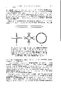 Фиг. 73. <a href="/info/18430">Схема образования</a> кольца из четырех хромосом в митозе у особи, гетерозиготной по одной транслокации.