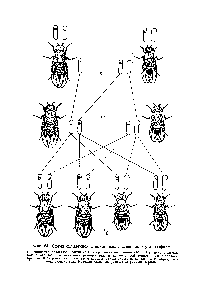 Фиг. 54. Схема сцепленной с полом наследственности у дрозофилы.