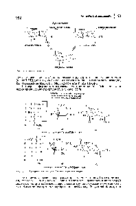 Рис. 33.8. <a href="/info/217325">Циклические структуры</a> метил-п-глюкозидов.