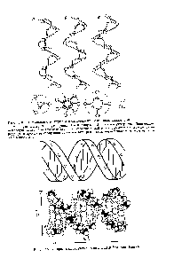 Рис. 7.9. <a href="/info/97145">Спиральная структура</a> модели ДНК Уотсона-Крика