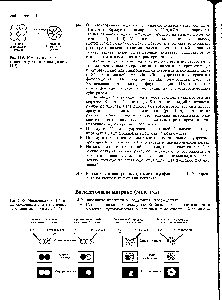 Рис. 14-5. Компактизация 8-клеточного зародыша мыши (задача