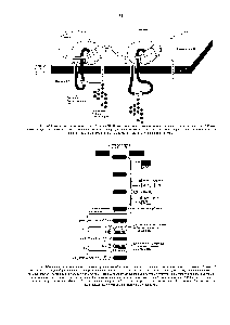 Рис. 8-53. К-связанное <a href="/info/199837">гликозилирование белков</a> в ЭР. Почти тотчас после того, как <a href="/info/31816">полипептидная цепь</a> попадает в просвет ЭР, она гликозилируется по доступным остаткам аспарагина. Олигосахарид, показанный на рис. 8-52. переносится к аспарагину как целая единица эту