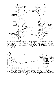 Рис. 16.4. Центральные слуховые пути у сверчка. Показаны одиночные нейроны, окрашенные внутриклеточно и идентифицированные физиологически как низкочастотные (НЧ) клетки, служащие для специфического слухового различения (А), и как высокочастотные (ВЧ) клетки, служащие для активации (Б). (Rehbein, in Eisner, Popov, 1978.)