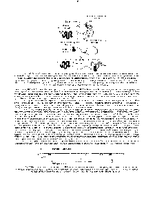 Рис. 12-9. <a href="/info/168712">Модель белка</a>-рецептора для <a href="/info/29642">стероидного гормона</a>. Как полагают, в <a href="/info/510887">неактивном состоянии</a> он связан с ингибиторным белком, который блокирует ДНК-связывающий <a href="/info/1392475">домен рецептора</a>. <a href="/info/1409564">Связывание гормона рецептором</a> приводит к <a href="/info/1096662">отделению белка</a>-ингибитора, и в результате <a href="/info/1407675">рецептор активируется</a>. Прообразом для <a href="/info/684317">этой модели</a> послужил рецептор кортизола (глюкокортикоида), но <a href="/info/1634835">сходную структуру</a> имеют <a href="/info/510552">также рецепторы</a> для эстрогенов, тестостерона, прогестерона, альдостерона, тиреоид-ного гормона, <a href="/info/103181">ретиноевой кислоты</a> и витамина D (см. рис. 10-25) вместе все эти <a href="/info/1435566">белки образуют</a> надсемейство <a href="/info/103196">рецепторов стероидных гормонов</a>. В случае рецепторов кортизола и эстрогенов белком-ингибитором