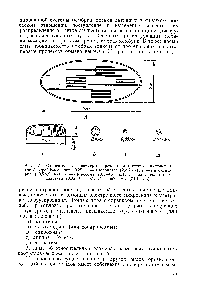 Рис. 7. <a href="/info/68361">Относительные размеры</a> протоплааматических включений (по А. <a href="/info/843806">Фрей</a>-<a href="/info/387209">Висслингу</a>, 1968) А — хлоропласт (2x5 мк) Б — митохондрия (10,5X2 мк) В — сферосома (0,4—0,8 мк) Г — зачаточная пропластида (0,05—0,5 мк) Д — рибосомы (0,015 мк)