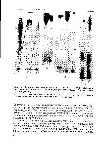 Рис. 17. <a href="/info/696910">Обратимая адсорбция</a> на месте нанесения при хроматографировании на бумаге тетрациклина (а), эхиномицина (б), антибиотика 1948 (в), гризеородинов (г) [202]