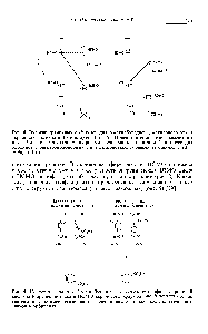 Рис. 8. <a href="/info/891464">Энергии граничных</a> орбиталей для 2-метилбутадиена, <a href="/info/52748">метилового эфира акриловой кислоты</a> и 2-метилбутен-3-ола-2. (Приведенные <a href="/info/1828753">значения рассчитаны</a> для 1,3-диенов с <a href="/info/474598">электронодонорными группами</a> в положении 2, а также для олефинов с электронодонорными и электроноакцепторными группами 1 эВ = = 96,5 кДж.)